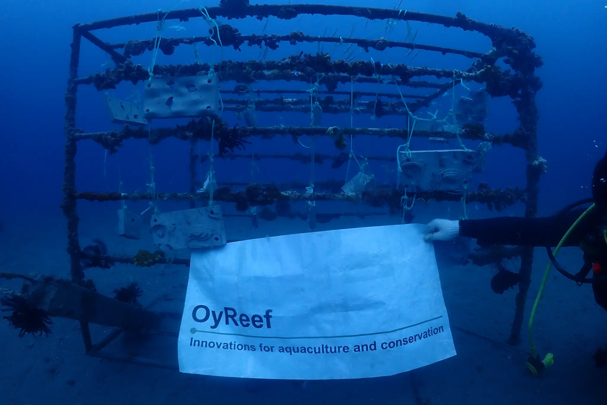 Before — bare reef structure at deployment