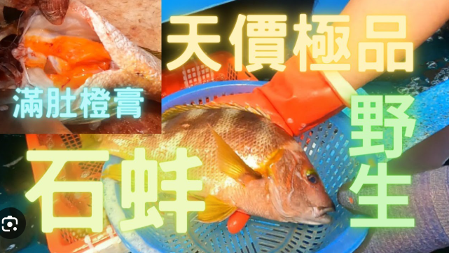 Premium Eco-reeflink fish — golden snapper